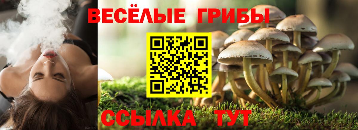 Псилоцибиновые грибы Psilocybine cubensis Уссурийск